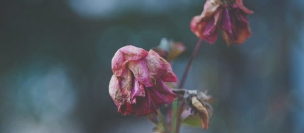 SCI décès d’un associé formalités