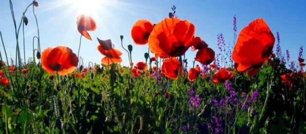 pépinière d’entreprise