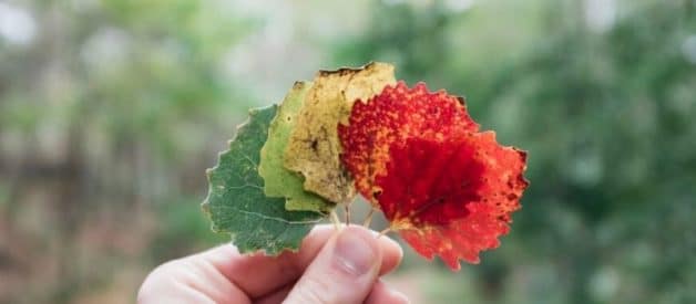 changement de statut auto entrepreneur en eurl