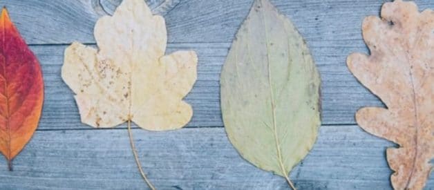 transformation d'une SCI en SAS